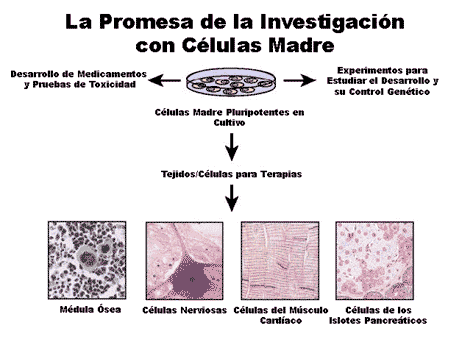 Celulas Madre Celulas Madre