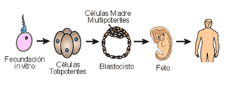 evolución celulas madre