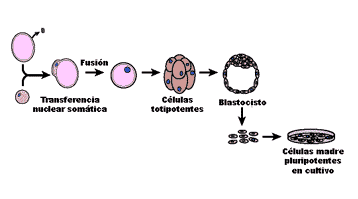 clonación