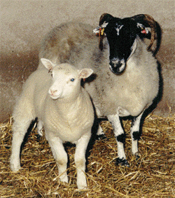 Dolly (Finn Dorset, blanca) y su madre de alquiler (Blackface, cara negra).