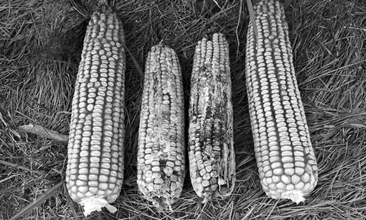 Mazorca de maíz en comparación con normal