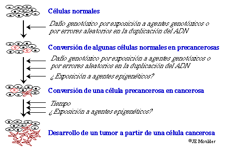 EL modelo de carcinognesis de mltiples etapas